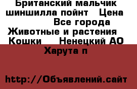 Британский мальчик шиншилла-пойнт › Цена ­ 5 000 - Все города Животные и растения » Кошки   . Ненецкий АО,Харута п.